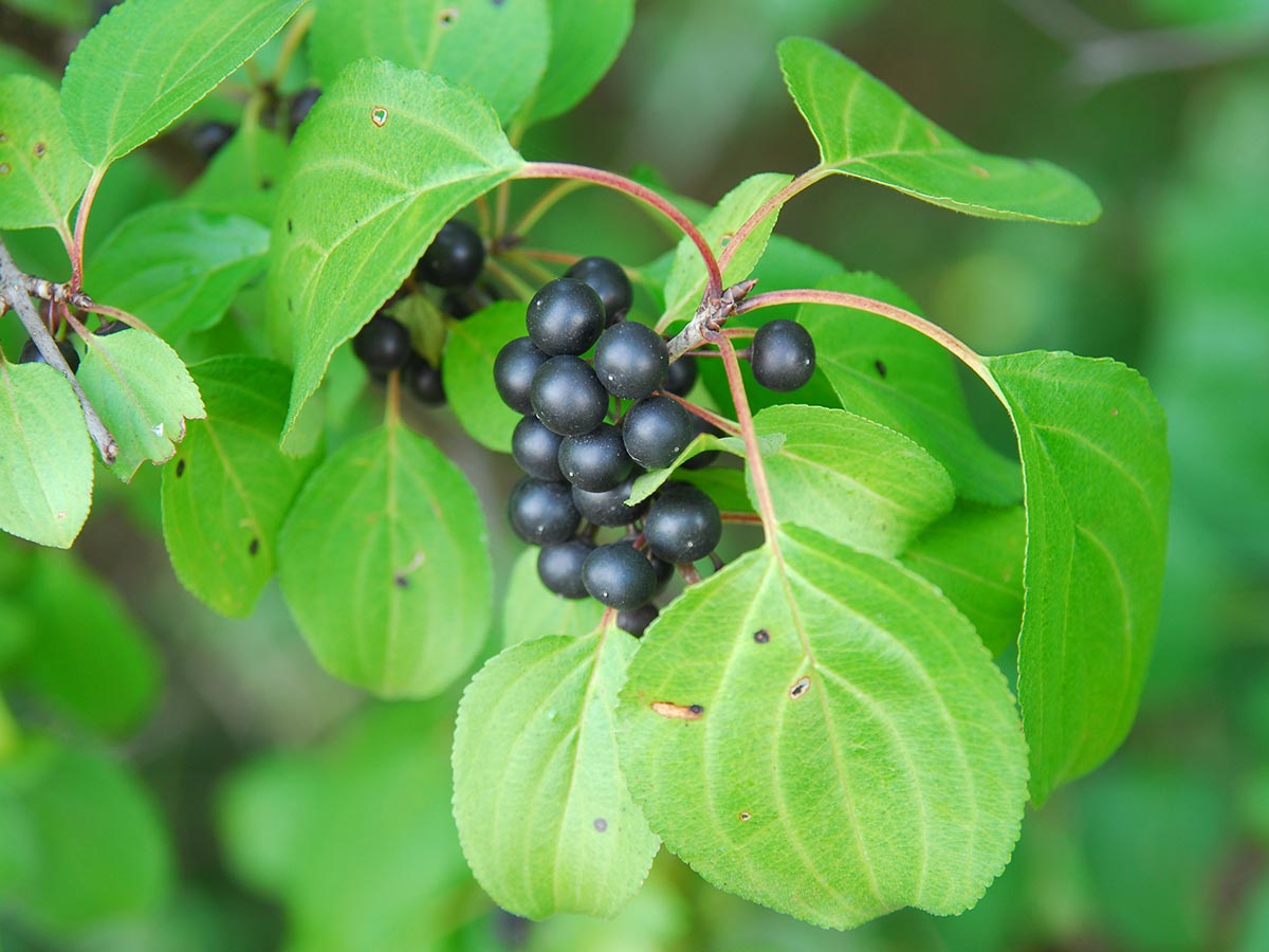 Жостер слабительный (Rhamnus cathartica)